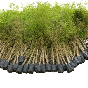 نایلون نهال